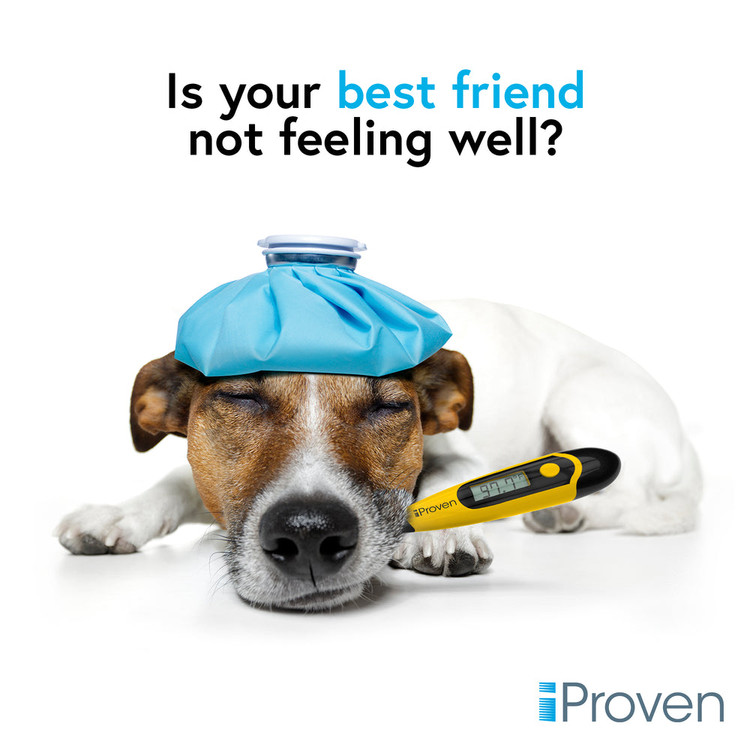 دماسنج حیوانات iProven DT-K117Y برای تشخیص دقیق تب – مناسب گربه و سگ – ضدآب 🌡️🐶🐱
